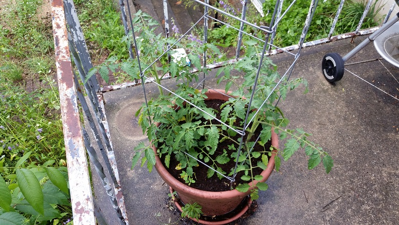 Cherry Tomatoes - Mulching Day